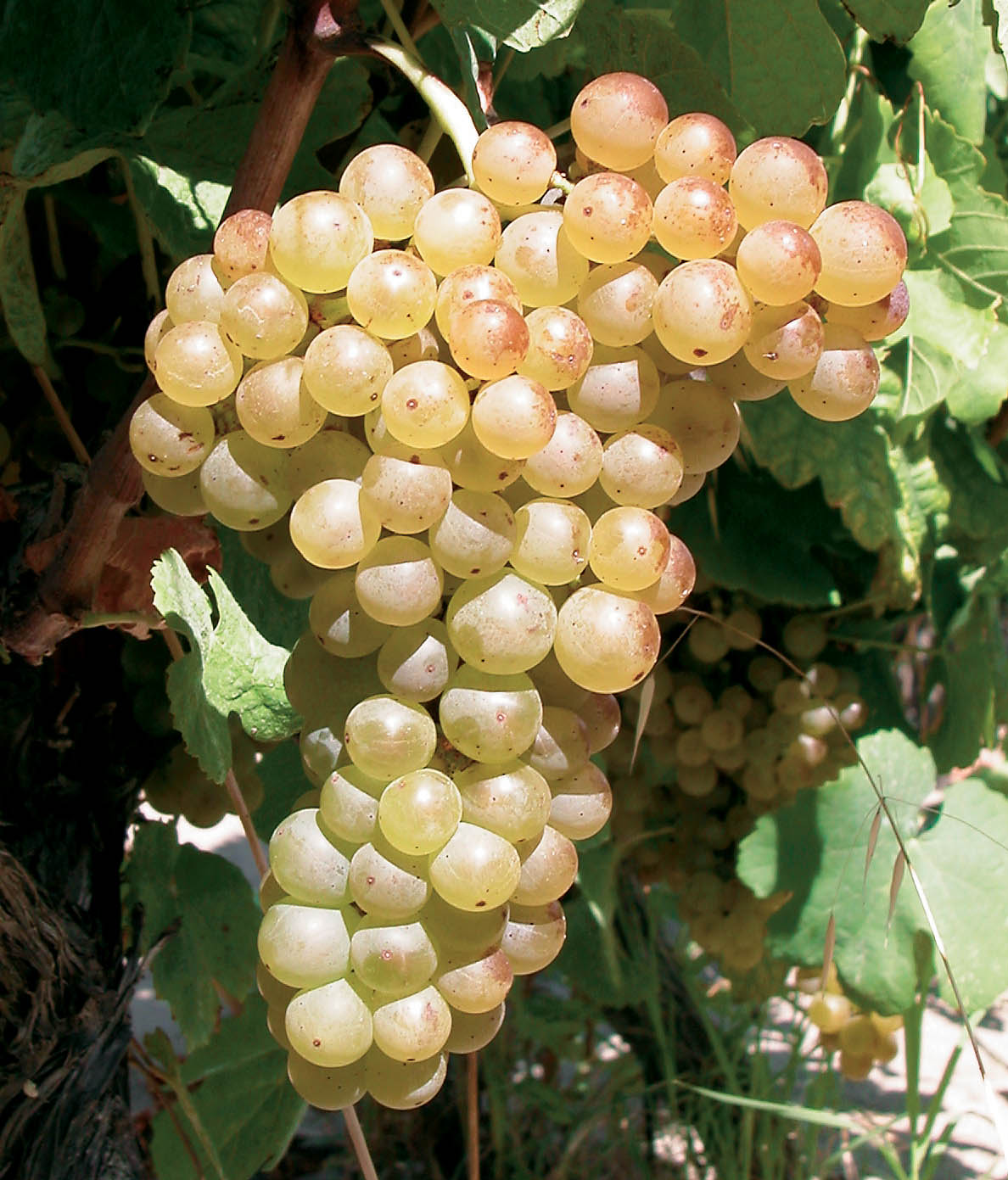 Marsanne