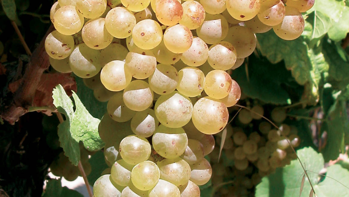 Roussanne