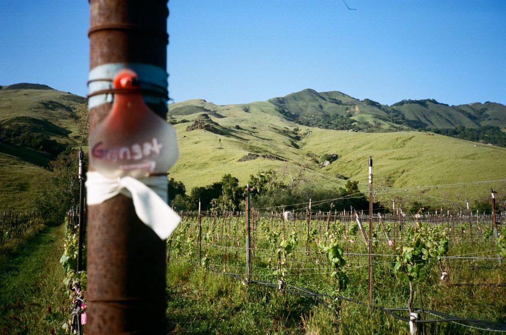 Phelan Farm Viña